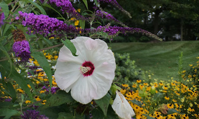 Nature's Classroom: Fall Gardening with Native Plants